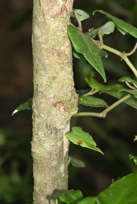 uroplatus Fimbriatus