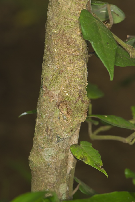 uroplatus Fimbriatus