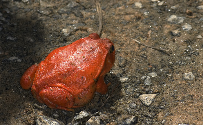 Tomatenfrosch