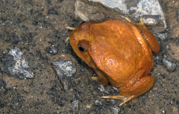 Tomatenfrosch