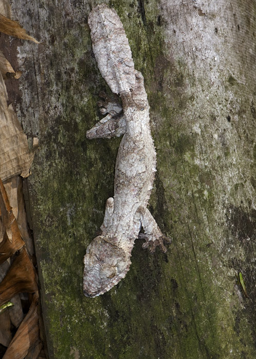 Nachtgecko