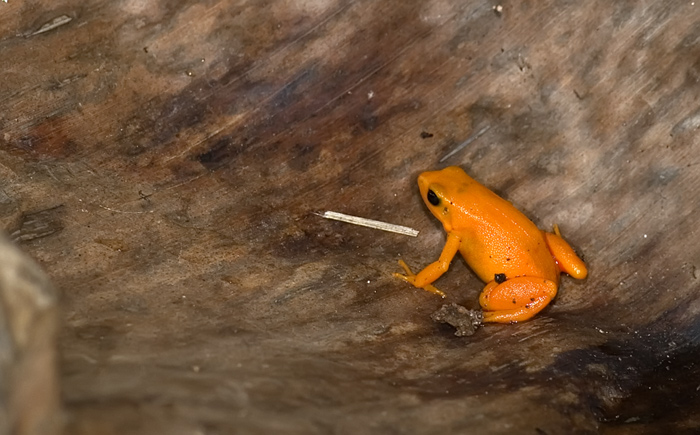 Frosch aus Madagaskar