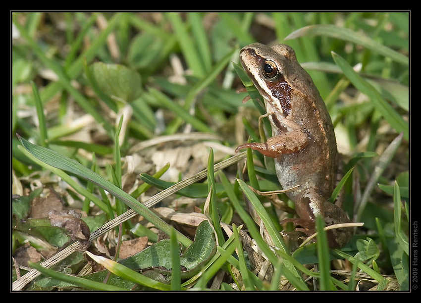 Frosch