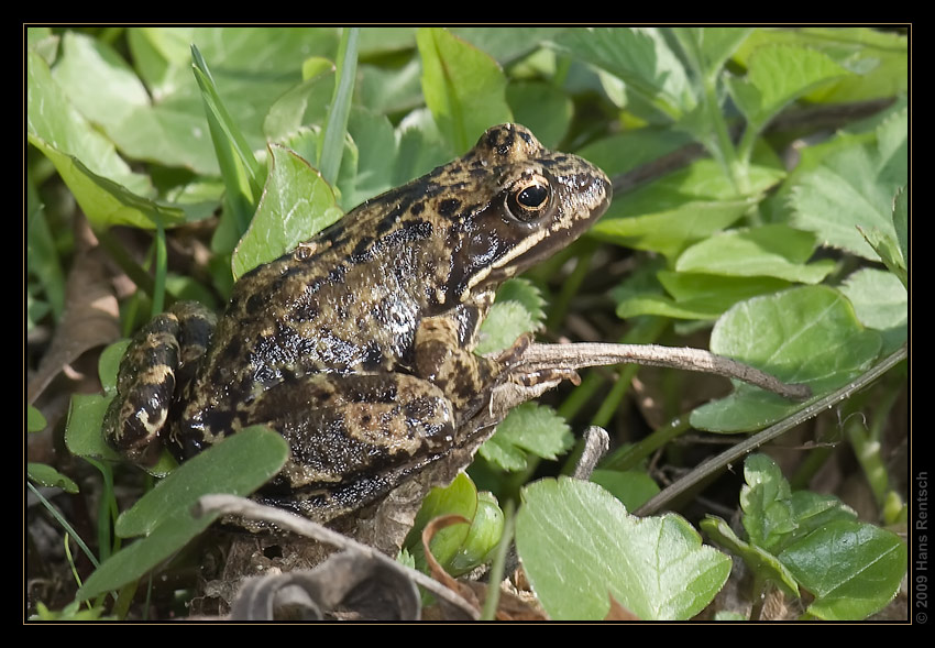 Frosch