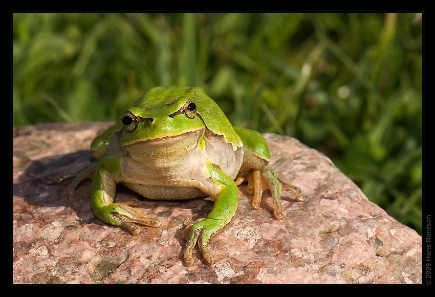 Laubfrosch