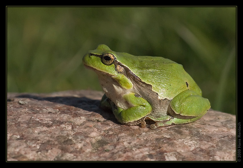 Laubfrosch