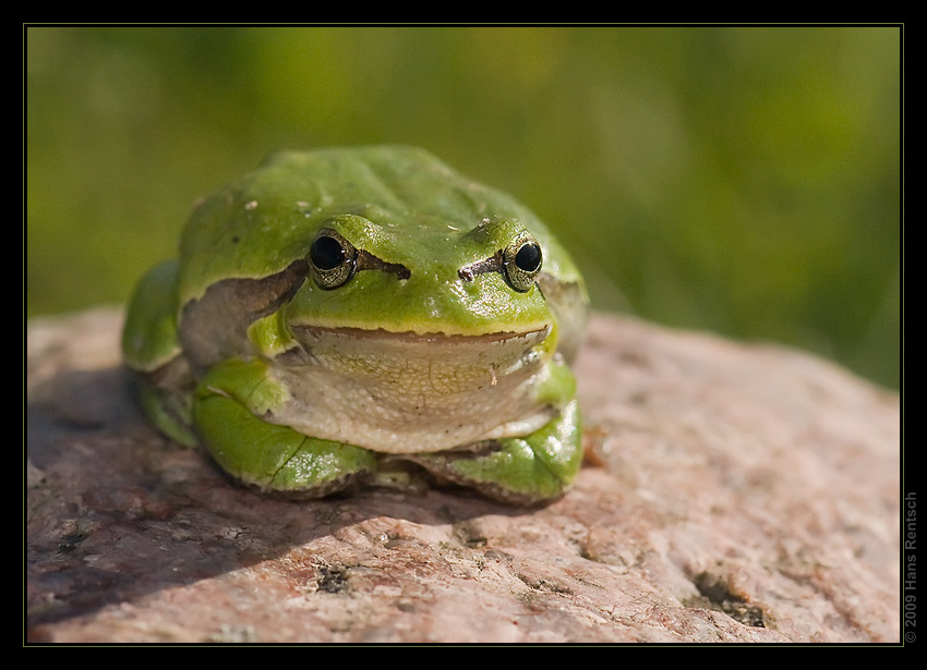 Laubfrosch