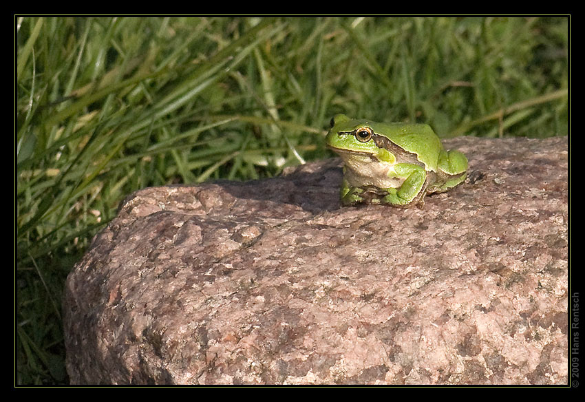 Laubfrosch