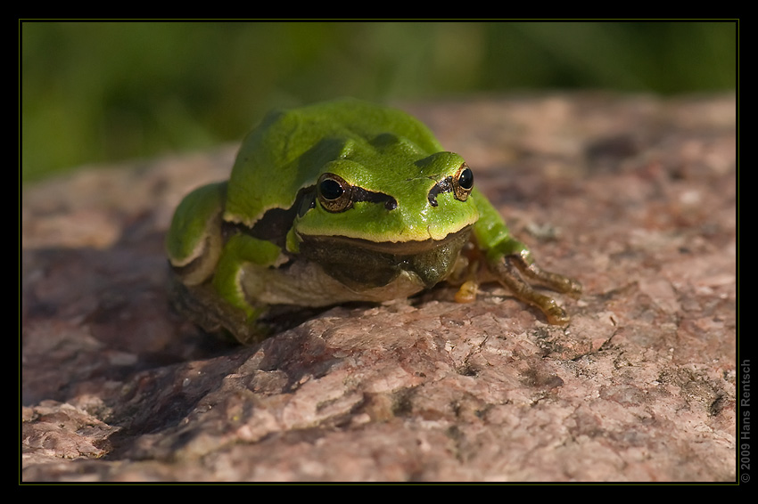 Laubfrosch