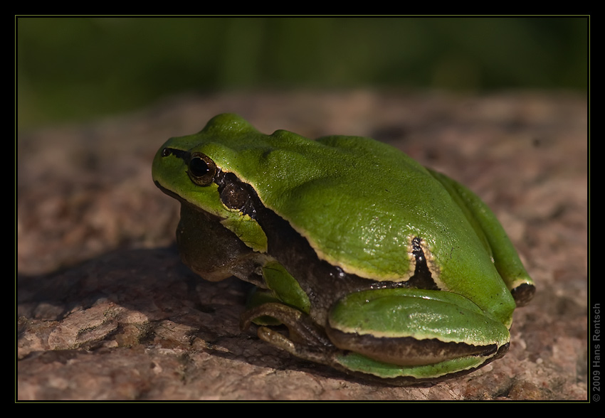 Laubfrosch