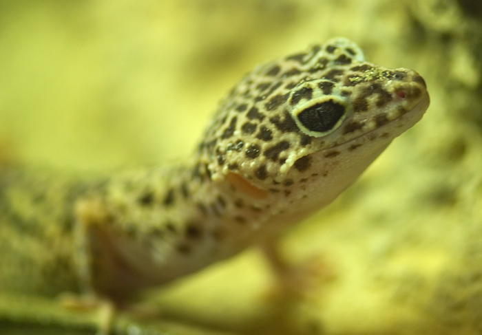 Leopard Gecko