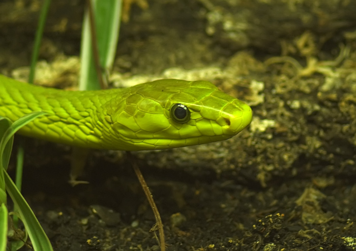 Blattgrüne Mamba