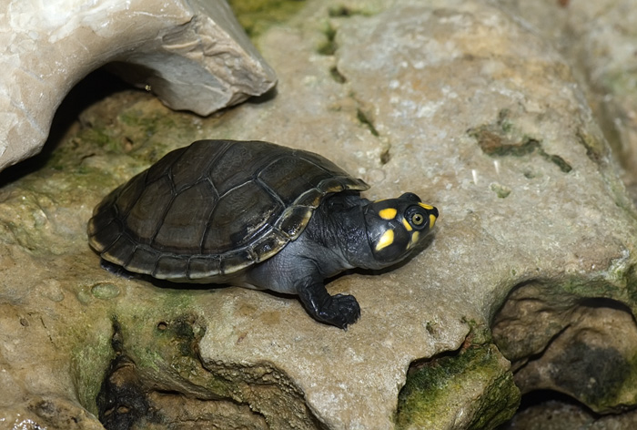 Terekay-Schienenschildkröte