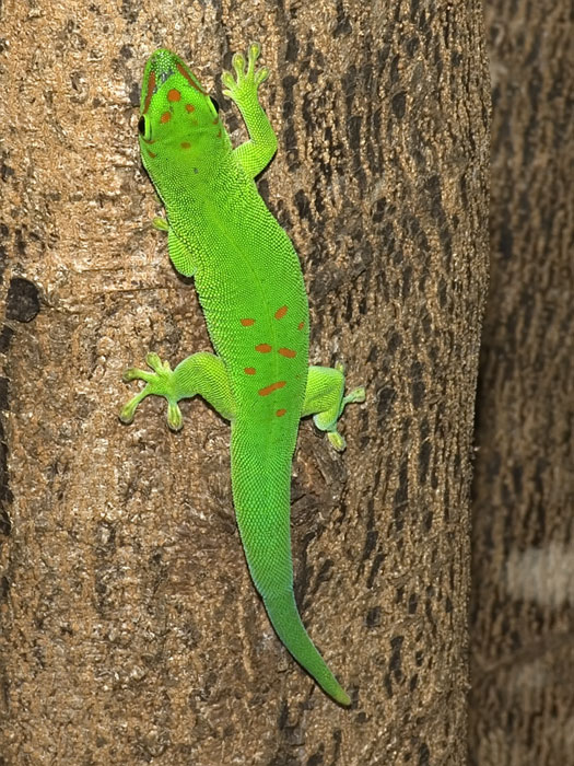 Taggecko Madagaskar