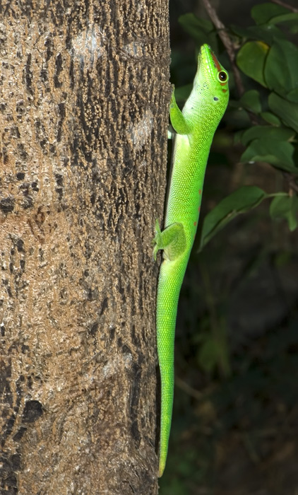 Taggecko Madagaskar