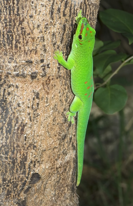 Taggecko Madagaskar