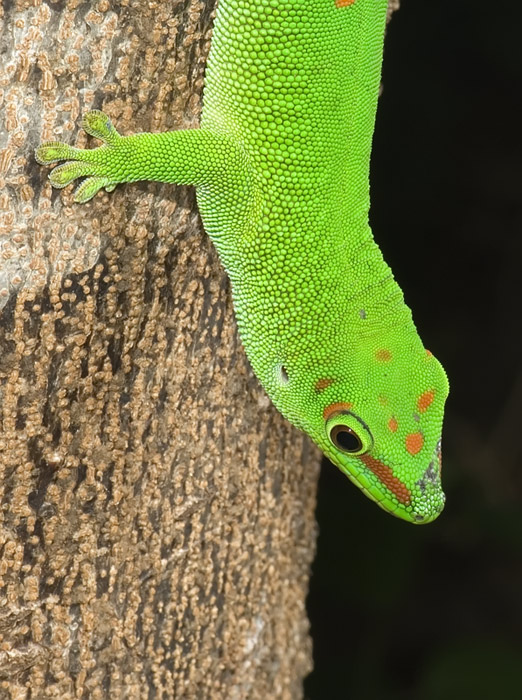 Taggecko Madagaskar