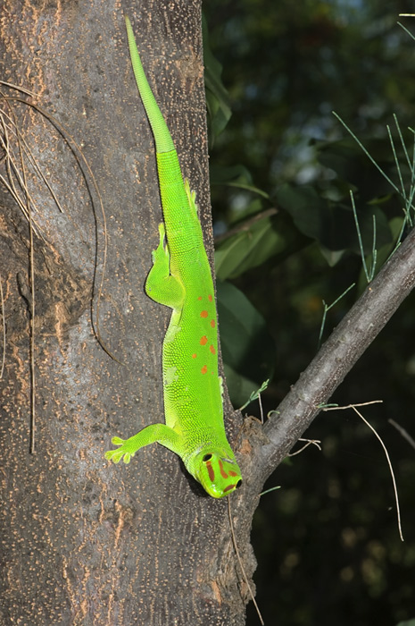 Taggecko Madagaskar