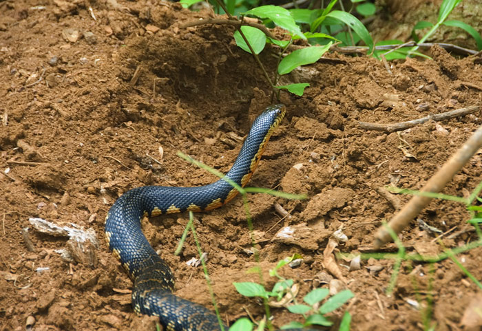 Schlange in der Montagne d'Ambre