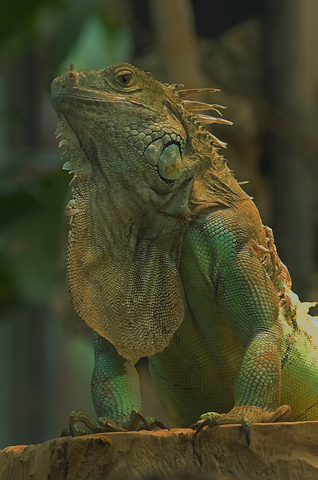 Leguan Portrait