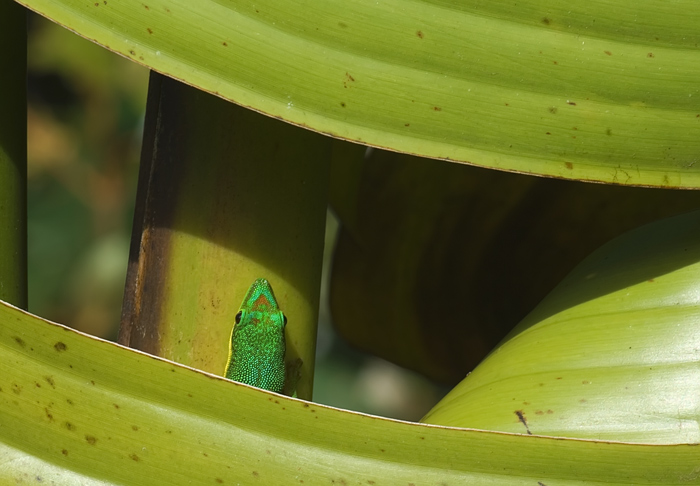 Kleiner Gecko auf der unteren Strasse