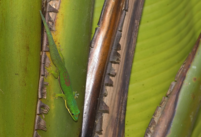 Gecko in Andasibe