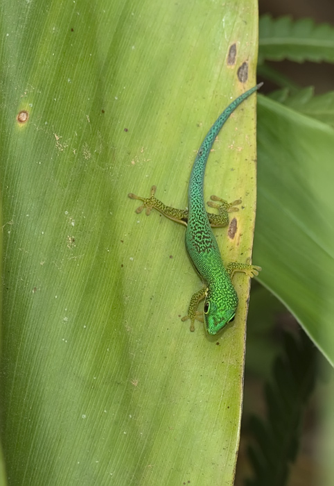 Gecko in Andasibe