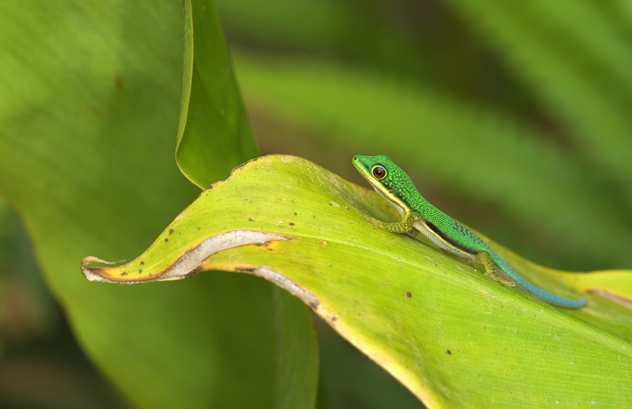 Junger neugieriger Gecko