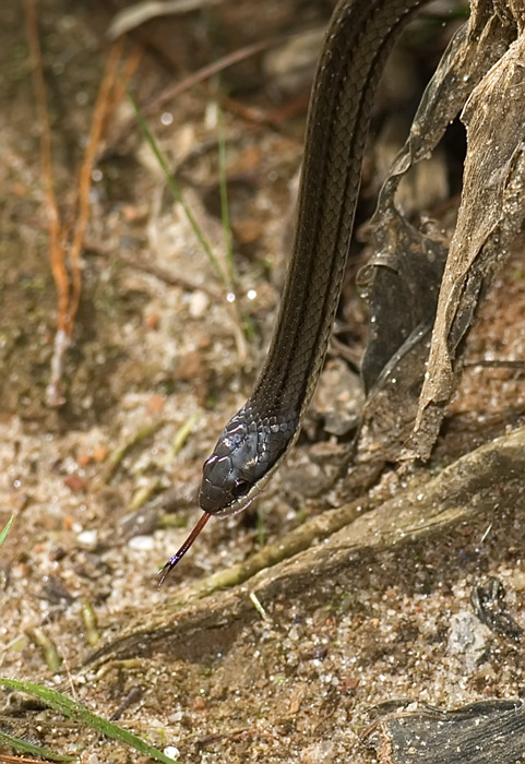 Begegnung mit dieser Schlange in Madagaskar