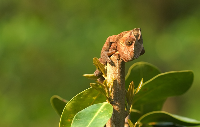 Chamaeleon geniesst die Sonne