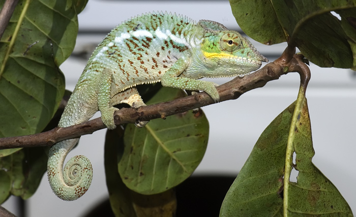 Furcifer Pardalis Chamäleon