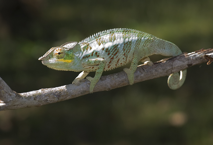 Furcifer Pardalis Chamäleon