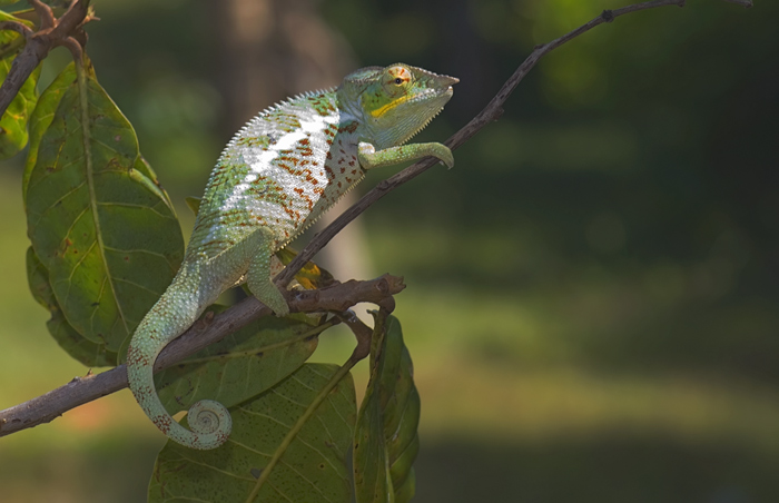 Furcifer Pardalis Chamäleon