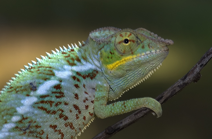 Furcifer Pardalis Chamäleon