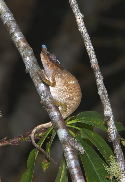 Calumma boettgeri