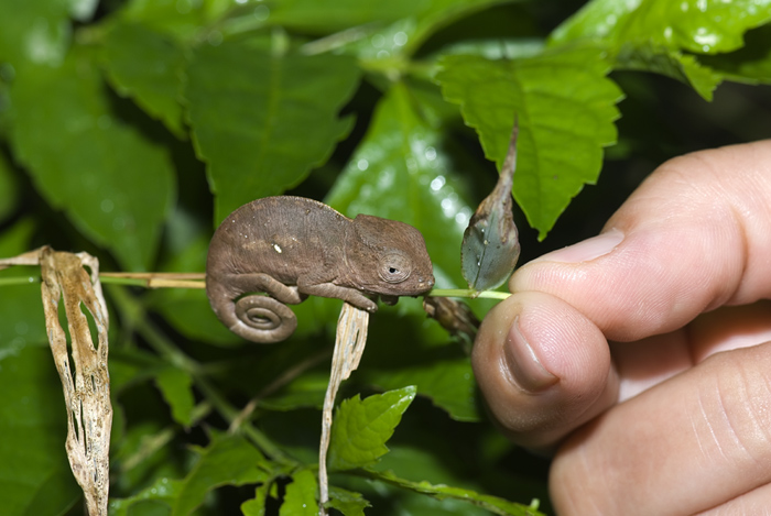 Baby Calumma oshaughnessyi