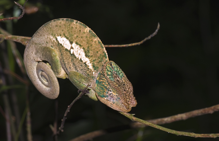 Calumma oshaughnessyi Male