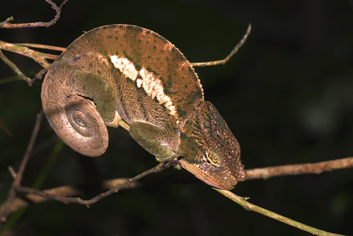 Calumma oshaughnessyi Male