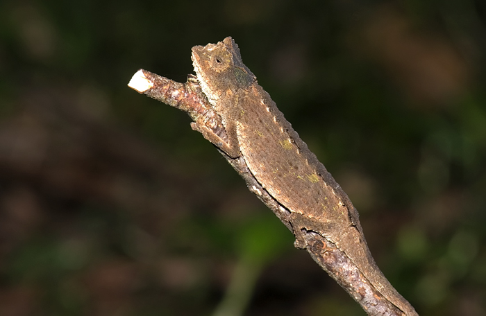 Brookesia, Montagne d'Ambre