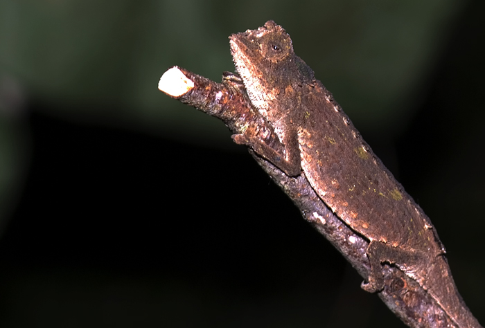 Brookesia, Montagne d'Ambre