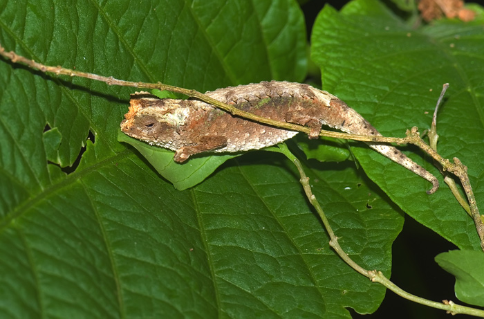 Brookesia, Montagne d'Ambre