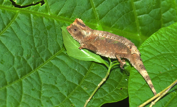 Brookesia, Montagne d'Ambre