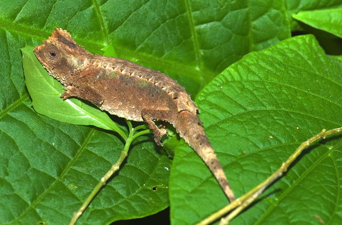 Brookesia, Montagne d'Ambre