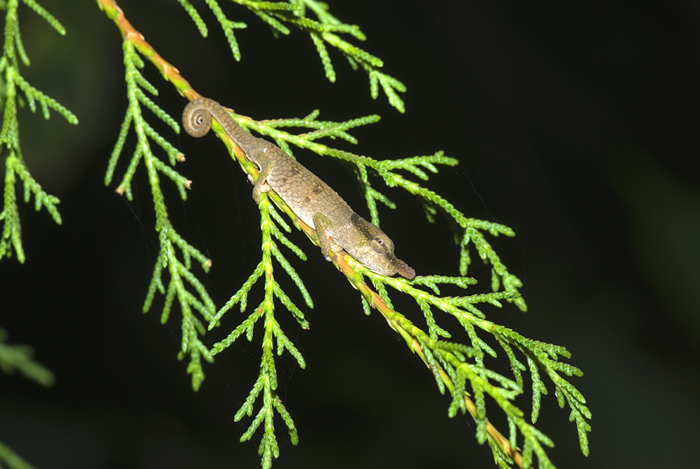 Calumma boettgeri