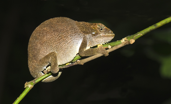 Calumma ambrensis