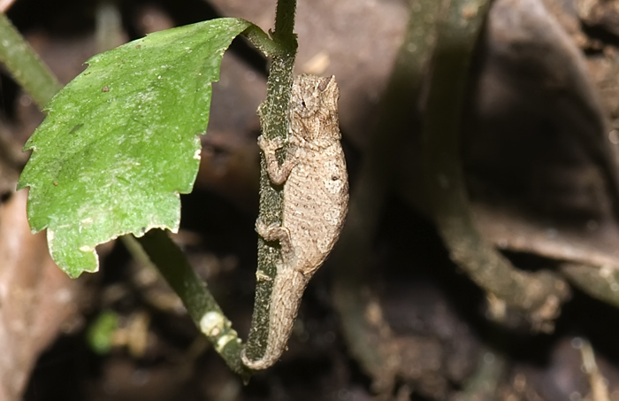 Brookesia, Montagne d'Ambre