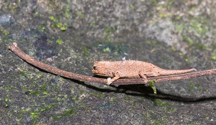 Brookesia tuberculata