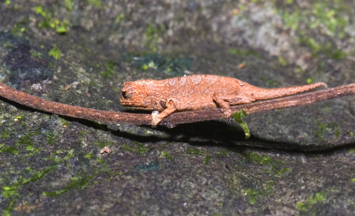 Brookesia tuberculata