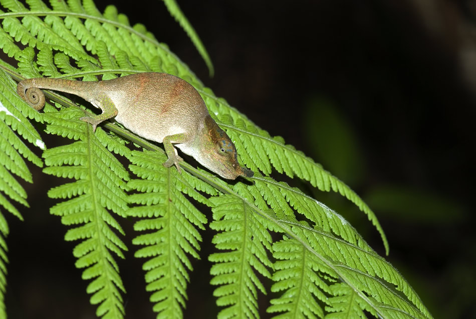 Calumma boettgeri