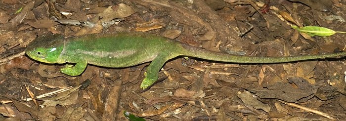 Chamäleon in der Montagne d'Ambre